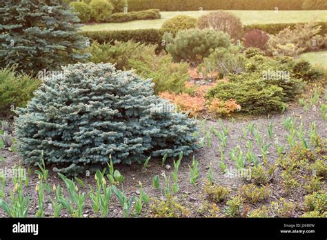 Garden With Topiary Landscape Landscaping In The Park Stock Photo Alamy