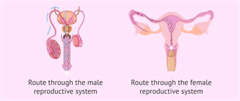 how sperm meets egg a journey from production to fertilization