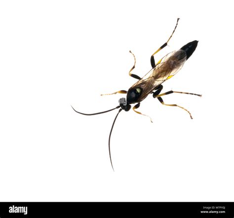 Ichneumon Wasp Ichneumonidae On White Background Scotland Uk July