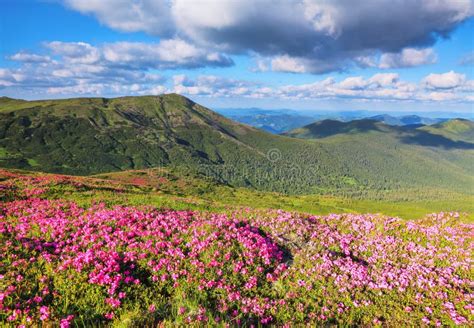 A Lawn With Flowers Of Pink Rhododendron Mountain Landscape With