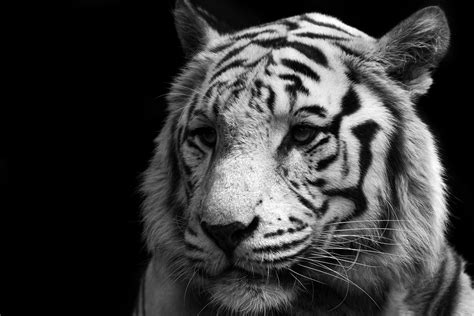 White Tiger Computer Wallpapers Desktop Backgrounds 2100x1400 Id