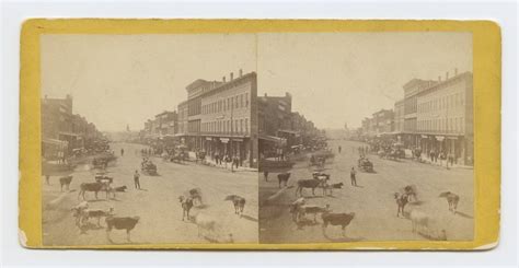 Massachusetts Street Lawrence Kansas Cattle In Foreground Lawrence