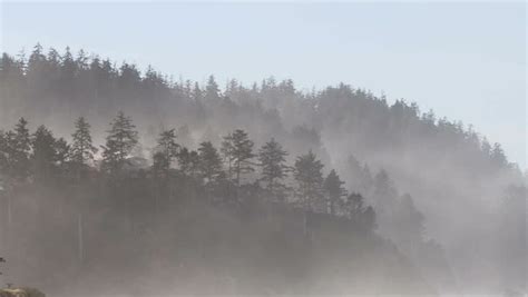 Time Lapse On Oregon Coast With Fog Rolling Through Dense Forest Trees