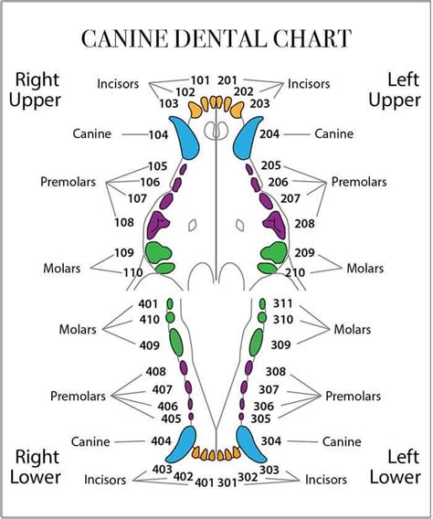 The Canine Dental Chart With Different Types Of Teeth And Their