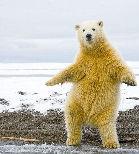 saturday night fever dancing polar bear struts his stuff like john travolta metro news