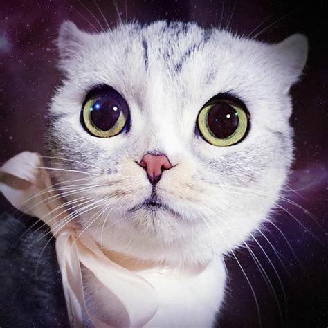 Meet Hana A Japanese Kitty With The Most Beautiful Eyes 99inspiration