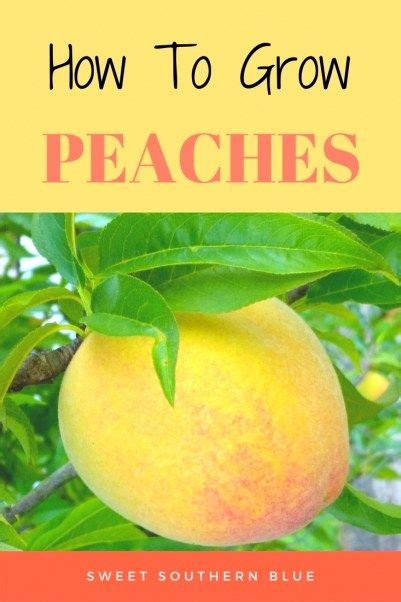 How To Grow ~ Peaches Sweet Southern Blue Growing Peach Trees