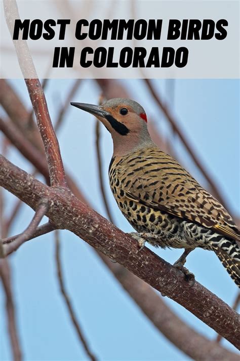 24 Most Common Birds In Colorado With Pictures