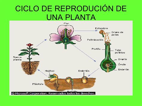 El Ciclo Dela Planta Imagui