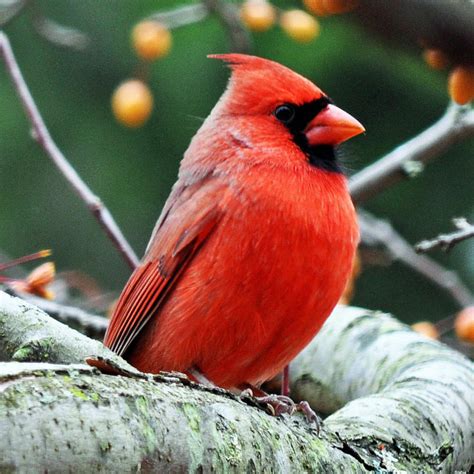 Cardinal Signs And Photography — Милые Картинки