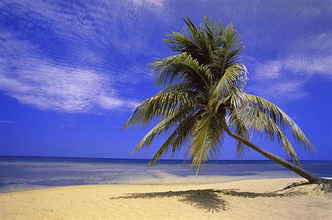 View Of Ocean From Beach With Palm Tree Photograph By