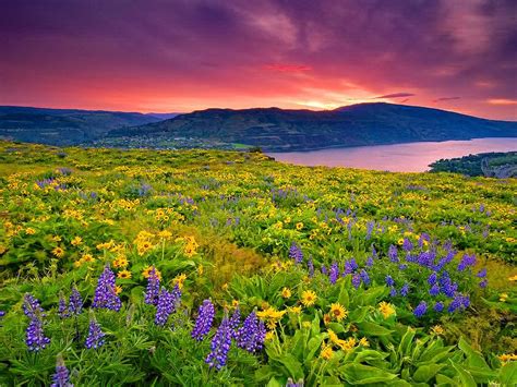 Landscape Nature Yellow And Blue Flowers Meadow Lake Mountain Sky With