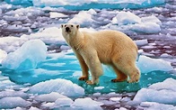 polar bear | Polar bear, Polar bear wallpaper, Bear
