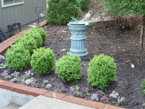 Growing Dwarf Shrubs In Your Yards Shrubs For Landscaping Boxwood