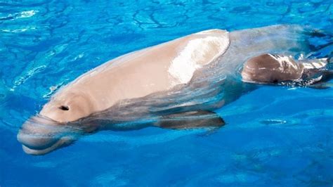 beluga calf born at seaworld san antonio woai