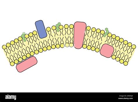 Illustration Simple De La Membrane Cellulaire Et Des Structures