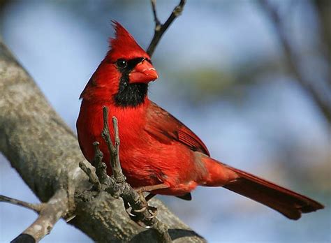 Ohio State Bird Cardinal Aka Winter Redbird State Birds Colorful