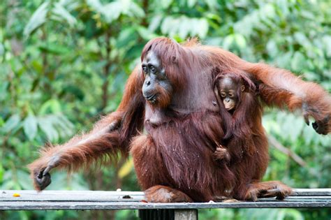 Researchers Determine The Evolution Path Of Ancient Giant Orangutans