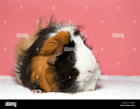 Portrait Of A Calico Colored Guinea Pig In Western Society The