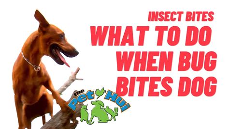 What Happens When Your Dog Gets Bitten By An Insect Youtube
