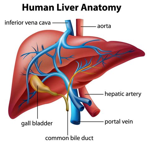 What Is The Role Of The Liver In The Human Body