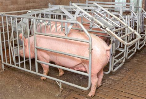 Free Access Stalls Pig Gestation Sow Managment Big Dutchman