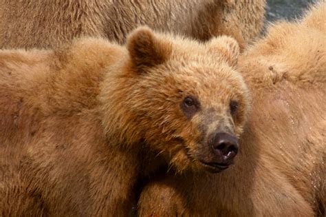 Free Photo Kodiak Bear Bear Predator Animal Free Image On Pixabay