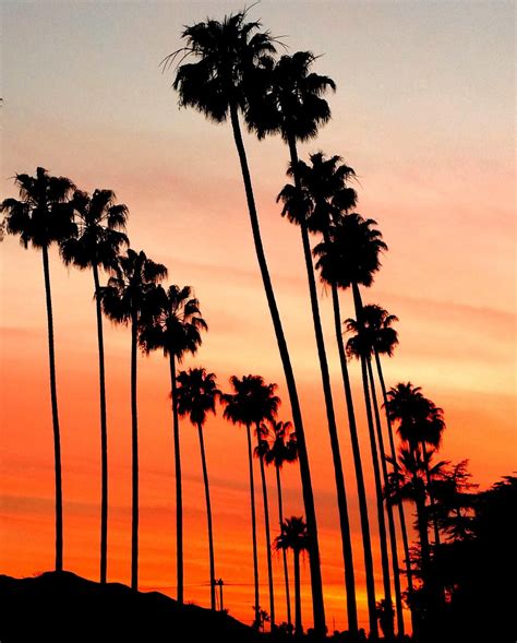 Palm Trees And Sunset Photography In La California Los Etsy