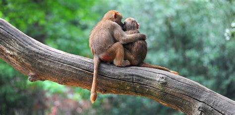 How Monkeys Make Friends And Influence Each Other