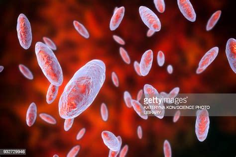 Cocobacillus Photos And Premium High Res Pictures Getty Images