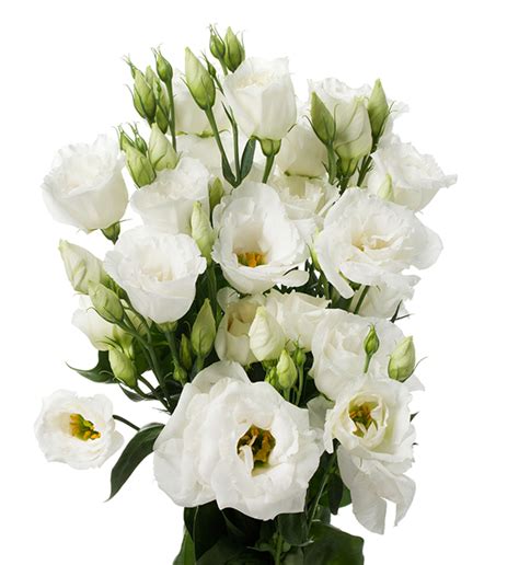 Eustoma Russellianum F1 Eustoma Russellianum F1 Cessna Pure White Iii