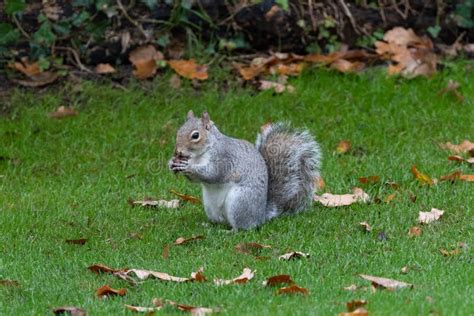 Grey Squirrel Eating An Acorn Stock Image Image Of Park Natural