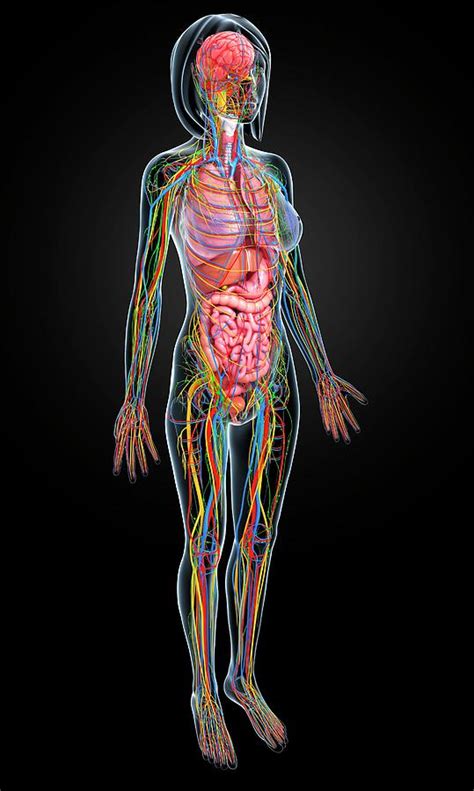 Female Anatomy Photograph By Pixologicstudio Science Photo Library Pixels
