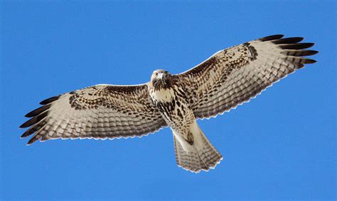 Red Tailed Hawk Red Tailed Hawk Tim Avery Photos Utah
