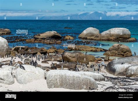 African Penguin Colony Spheniscus Demersus On Boulders Beach Simons