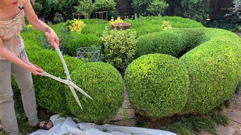 How To Prune A Boxwood Ball Youtube