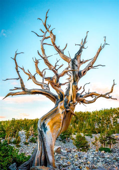 Bristlecone Pine Great Basin National Park Nevada Larry N Olson