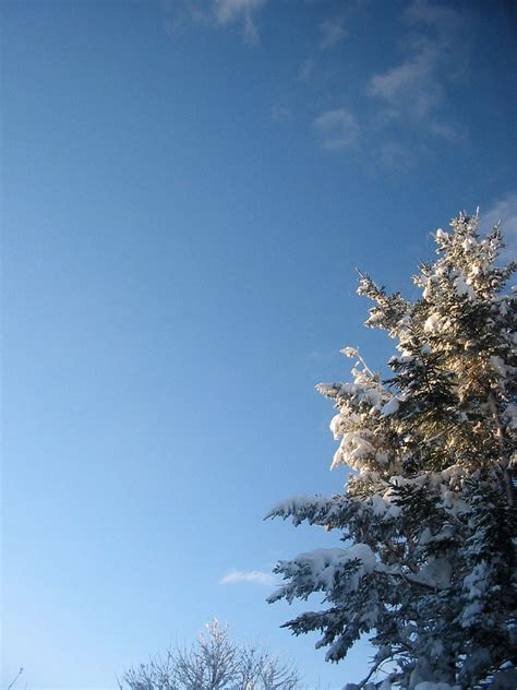 Snow Covered Tree And Sky Snow On A Tree In The Backyard T Flickr