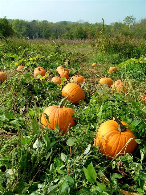 10 Tips To Growing Pumpkins Learn When To Plant And