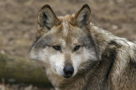 Mexican Wolf Population