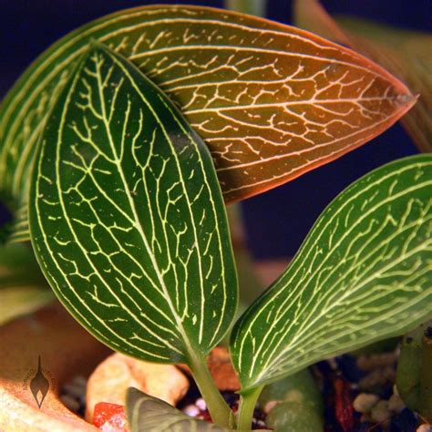 International group about any kind of jewel orchids worldwide. AboutOrchids » Blog Archive » Alba Jewel Orchid