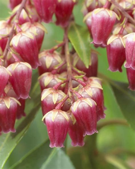 Pieris Valley Valentine Lily Of The Valley Shrub Garden Plants