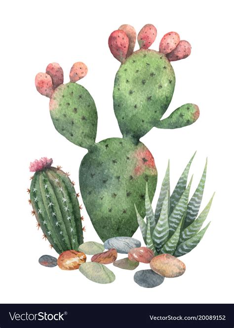 Watercolor Collection Of Cacti Royalty Free Vector Image