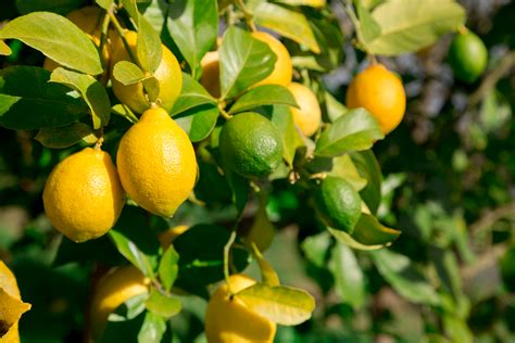 Love Lemons Plant Your Own For An Abundance Of Sweet Tangy Fruit A
