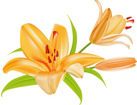 Orange Day Lily Clipart Clipground