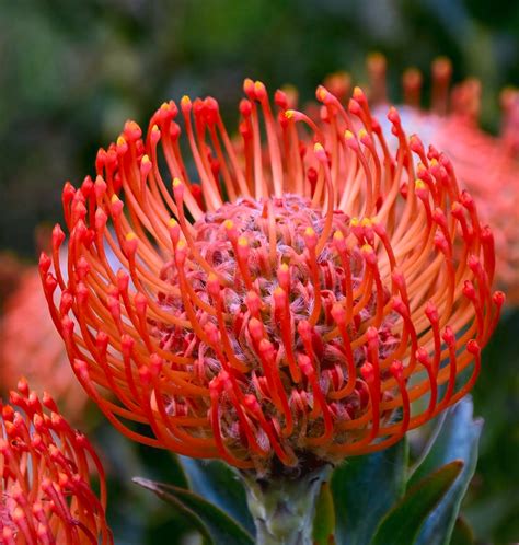Red Pincushion Protea By Werner Lehmann Protea Plant Protea Flower