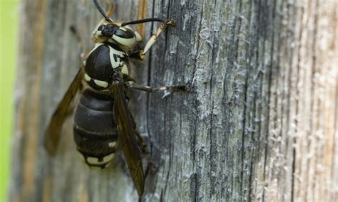 Do Wasps Eat Wood Pests Banned