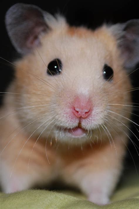 Cute Hamster Wallpapers Wallpapersafari