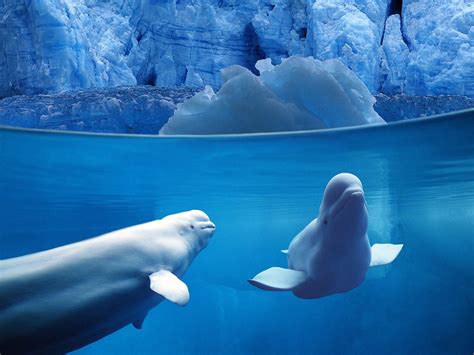 Belugas Underwater Animals Whale Underwater Pictures
