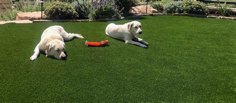 Artificial Grass Lawns And Landscaping Coopers Greens